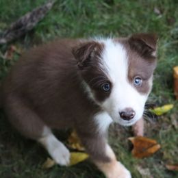 Border Collie, English Setter, and Miniature American Shepherd Puppies from First Harmony Farms