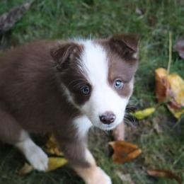 Border Collie, English Setter, and Miniature American Shepherd Puppies from First Harmony Farms
