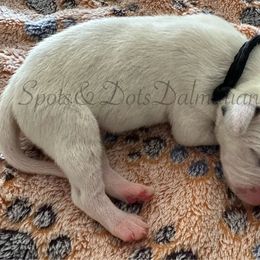 Black - White and black male Dalmatian puppy in Jacksonville, North Carolina from Spots and Dots Dalmatians