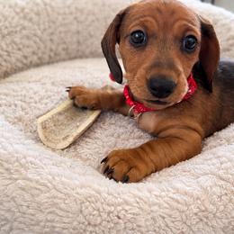 Rose - AKC - Red female Dachshund puppy in Pinellas Park, Florida from Chait Miniature Dachshunds