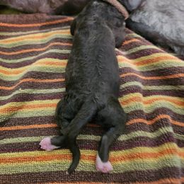 Pinecone - Brown and white male Portuguese Water Dog puppy in Beverly Hills, Florida from Allegiance Portuguese Water Dogs