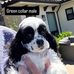 Green collar male - Black and white male Cocker Spaniel puppy in Bonsall, California from CuttinBlue Farms
