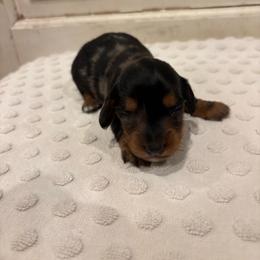 Bullet - Dapple male Dachshund puppy in Marshfield, Missouri from Hilltop Kennel LLC