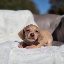 Prue - Cream female Dachshund puppy in Mcminnville, Tennessee from Red Barn Farms Minis