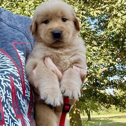 Red Boy - Golden male Golden Retriever puppy in Macy, Indiana from Macy Golden Meadows