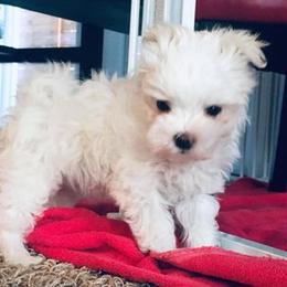Maltese Puppies from Rockin Rivers AKC Maltese & Malshi's