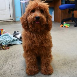 Kirby - Goldendoodle