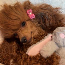Lyalya - Poodle