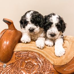 Bernedoodles and Goldendoodles from AweStrunk Farms