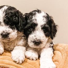 Bernedoodles and Goldendoodles from AweStrunk Farms