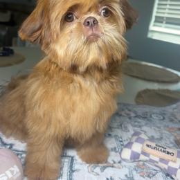 Blaze - Red male Shih Tzu puppy in Seattle, Washington from Shih Tzu’s  ‘N’ Love