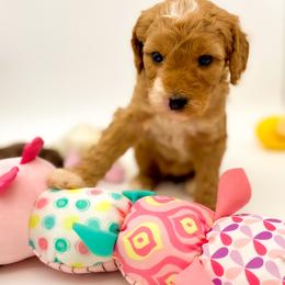 Purple Girl - Red  female Goldendoodle puppy in Lafayette, Alabama from Sweethaven Kennels