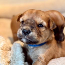 Blue - Wheaten male Soft Coated Wheaten Terrier puppy in Gordonville, Texas from Serenity Valley Wheatens