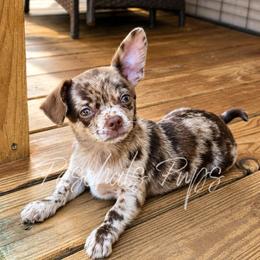 London - Merle female Chihuahua puppy in Bowdon, Georgia from Paschal's Pups