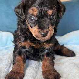 Superman - Phantom male Poodle puppy in Yuciapa, California from AlltheDoodlez_