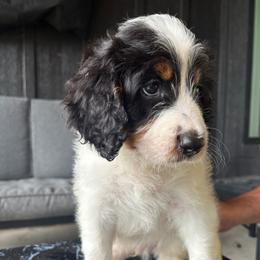 Little cookie - male Australian Mountain Doodle puppy in Snook, Texas from Snook Acres Doodles