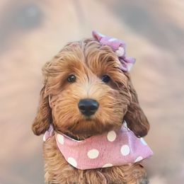 Goldendoodle puppies from Winchester Hills Poodles and Doodles
