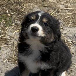 Teddy - male Toy Australian Shepherd puppy in Polk City, Florida from Skaky Shepherds