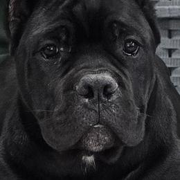 Light Pink Collar Girl - Morganza x Lawman - AKC and ICCF - Black female Cane Corso puppy in Gorman, Texas from McOmber Country Kennels