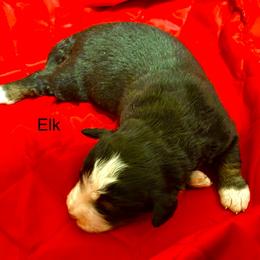 Elk OFA - Black rust and white male Bernese Mountain Dog puppy in Strasburg, Ohio from Lois Allison