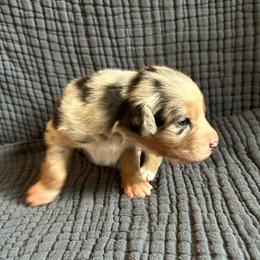 Muffin - Blue merle female Australian Shepherd puppy in Hillsboro, Oregon from A&D Australian Shepherds