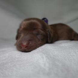 Penny - Red female Dachshund puppy in Texarkana, Texas from Lolo&CoDachshunds