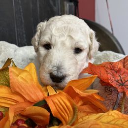 Poodle Puppies from Rosebud Standard Poodles