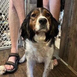 Bailey - English Springer Spaniel