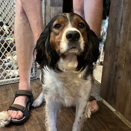 Bailey - English Springer Spaniel