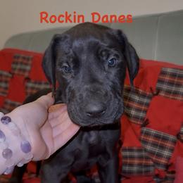 Male - Black male Great Dane puppy in North Branford, Connecticut from Rockin' Danes