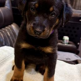 Purple Collar - Black and tan female Beauceron puppy in Sterling, Illinois from Beaucerons of Tempete De Hope