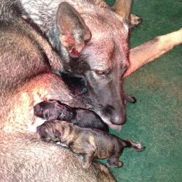 German Shepherd Puppies from Von der Mueller-Hof