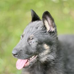 Bicolor female - Bi-color female German Shepherd puppy in Dresser, Wisconsin from Kleiner Bach German Shepherds