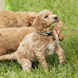 Goldendoodle All Grown Up from We R Mini Doodles