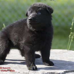 German Shepherd Puppies from 4B Kennels