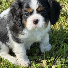 Tri girl - Tri-color female Cavalier King Charles Spaniel puppy in Clintonville, Wisconsin from Whispering Meadows Performances Horses and Cavalier King Charles Spaniels