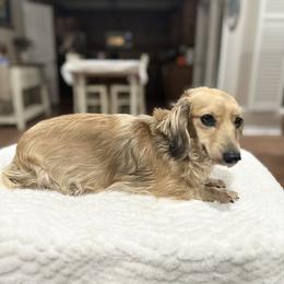 Maisie - Dachshund