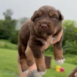 Brynlee - Red tri-color female Australian Shepherd puppy in Nicholasville, Kentucky from Sugar Creek Aussies