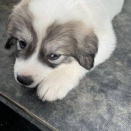 Great Pyrenees Puppies from Up A Creek Farm
