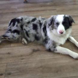 Miniature Australian Shepherds from Sunny Ray's Dog Farm