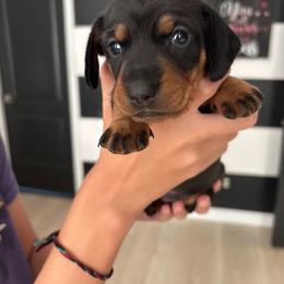Hunter - Black and tan male Dachshund puppy in Tomball, Texas from Gutierrez House of Doxies