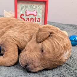 Sleepy - Red  male Poodle puppy in Mongomery, Texas from Celestial Jewels Poodles