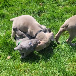 Weimaraner Puppies from Miller's Weimaraners
