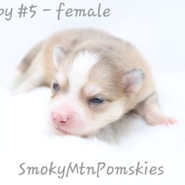 Kelsea - Merle female Pomsky puppy in Christiana, Tennessee from Smoky Mountain Pomskies