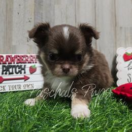 Bingo - Chocolate and tan male Chihuahua puppy in Bowdon, Georgia from Paschal's Pups