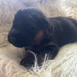 No collar - Black and red male German Shepherd puppy in London, Ohio from Rose Trail Siberian’s