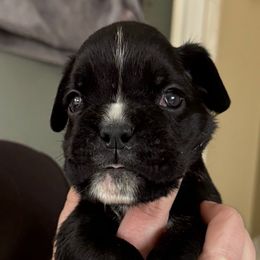 Boy 1 - Brindle male Boxer puppy in Nixa, Missouri from Molly Mo Boxers