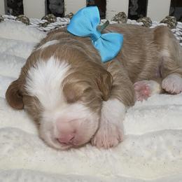 Blue-niko bear - Red male Bernedoodle puppy in Yuciapa, California from AlltheDoodlez_