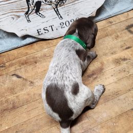 German Shorthaired Pointer Puppies from Calico Kennels