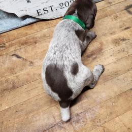 German Shorthaired Pointer Puppies from Calico Kennels